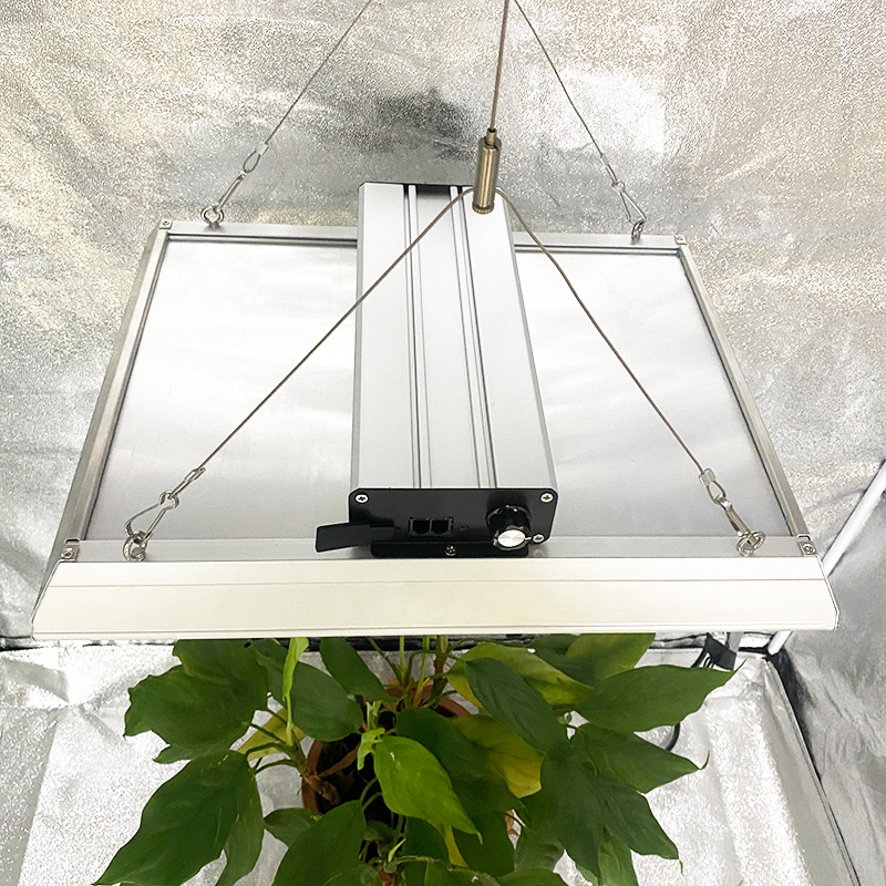 量子温室LEDはトマトのために光を成長させます