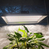 低エネルギーのフルスペクトルLED熱帯植物のための光を成長させる