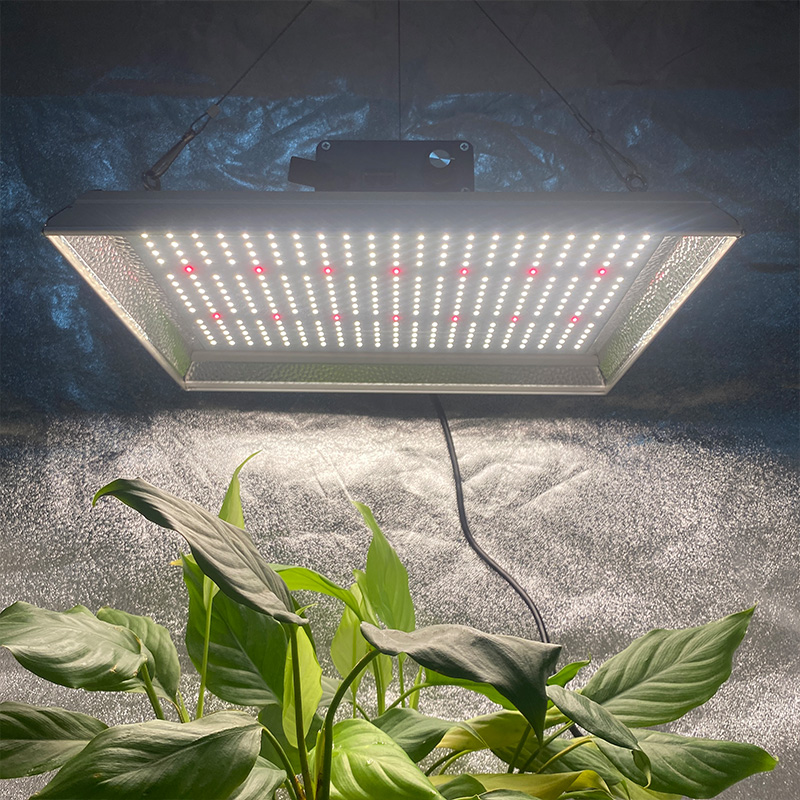 園芸100W LEDは唐辛子の光を増やします