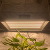 スマートな水分塔LEDはトマトのために光を成長させます
