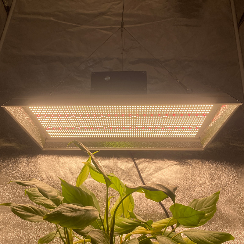 庭400ワットLEDは唐辛子のための光を成長させます